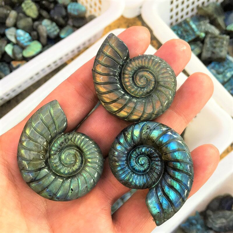 Labradorite Ammonite spiral shell Carving Natural crystal carved