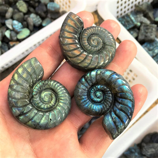 Labradorite Ammonite spiral shell Carving Natural crystal carved