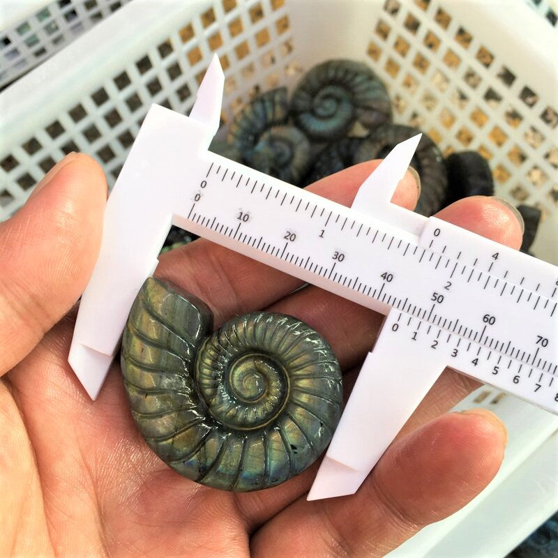 Labradorite Ammonite spiral shell Carving Natural crystal carved